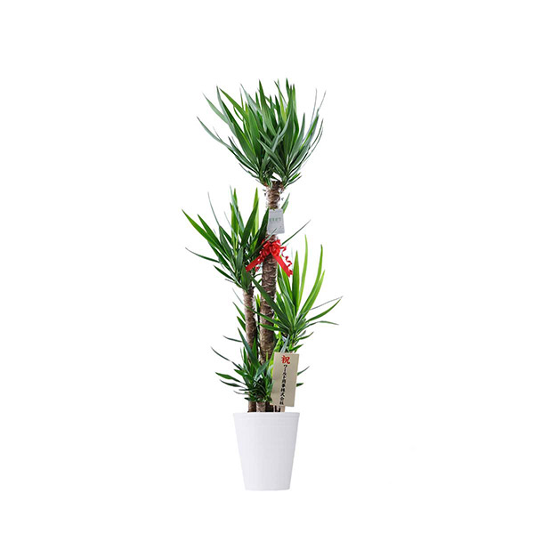 おしゃれな花の贈り物　インテリアグリーン　ユッカ・エレファンティペス　10号（白鉢・受け皿付き）