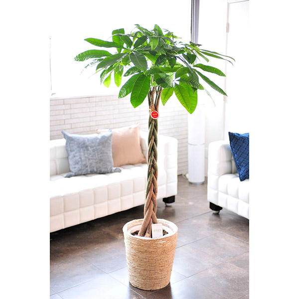 おしゃれな花の贈り物　インテリアグリーン　パキラ　10号（ホワイトの鉢カバー付）