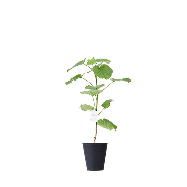 おしゃれな花の贈り物　インテリアグリーン　フィカス・ウンベラータ　8号（黒鉢・受け皿付き）