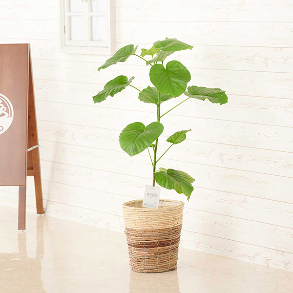 おしゃれな花の贈り物　インテリアグリーン　フィカス・ウンベラータ　8号（ツートンの鉢カバー）
