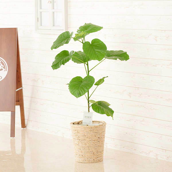 おしゃれな花の贈り物　インテリアグリーン　フィカス・ウンベラータ　8号（ホワイトの鉢カバー）