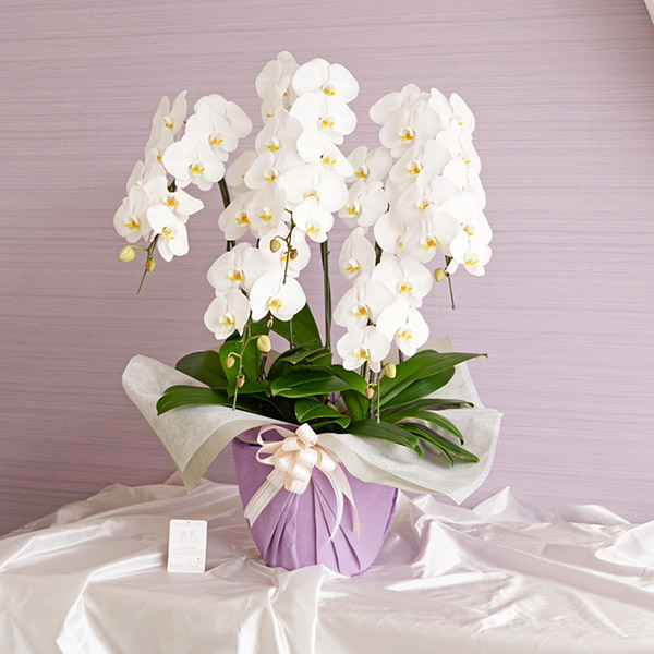 おしゃれな花の贈り物　仏花　＜3万円＞お供え用胡蝶蘭5本立（白）45～50輪