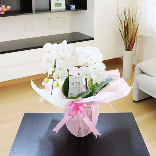 おしゃれな花の贈り物　ミニ胡蝶蘭2本立（白）14輪以上