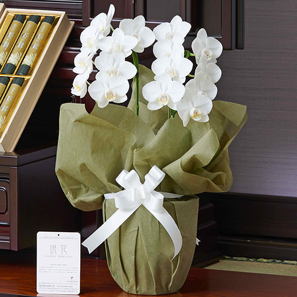 おしゃれな花の贈り物　仏花　お供え用ミニ胡蝶蘭2本立（白）14輪以上