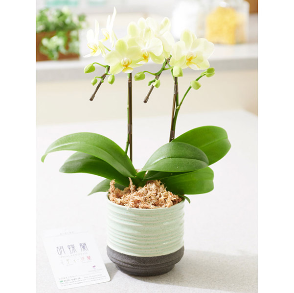 おしゃれな花の贈り物　ミニ胡蝶蘭　2本立　インテリア鉢「胡蝶（緑器）」※花色ランダム