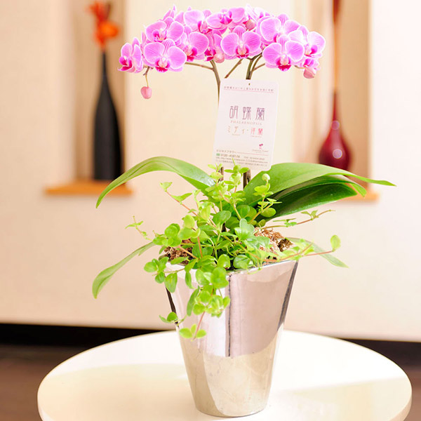 ミニ胡蝶蘭　ペペロミア寄せ植え　インテリア鉢「ミラー」※花色ランダム