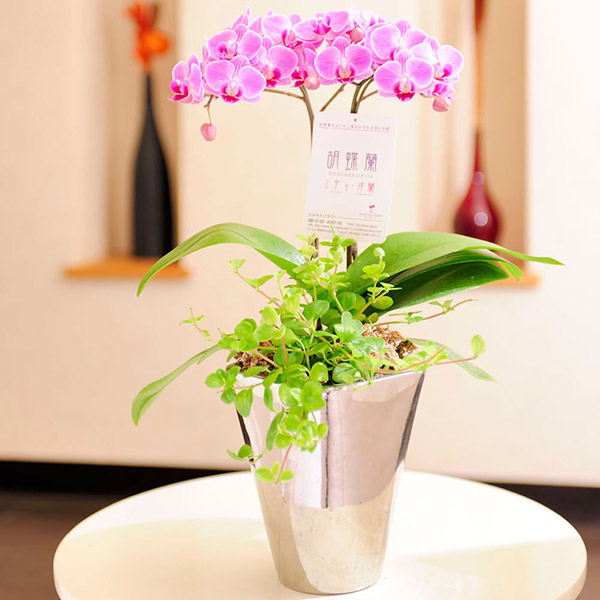 おしゃれな花の贈り物　ミニ胡蝶蘭　ペペロミア寄せ植え　インテリア鉢「ミラー」※花色ランダム