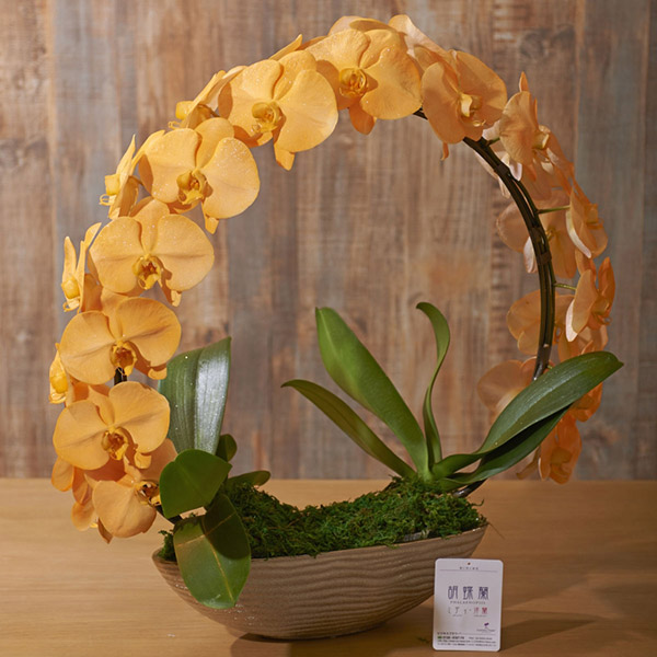 おしゃれな花の贈り物　カラー胡蝶蘭　ジュエリーリング　オレンジ