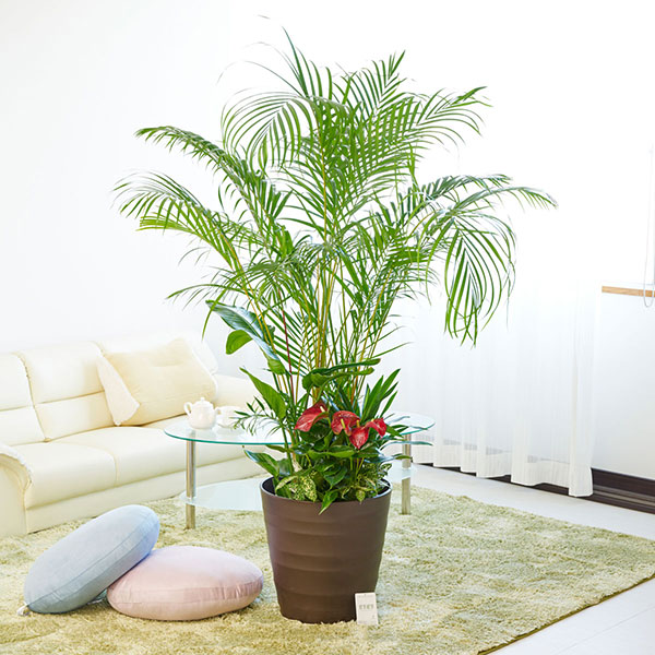 おしゃれな花の贈り物　観葉植物　寄せ植え　12号　プラスチック鉢カバー（ブラウン）