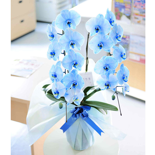 青の胡蝶蘭2本立　ブルーエレガンス