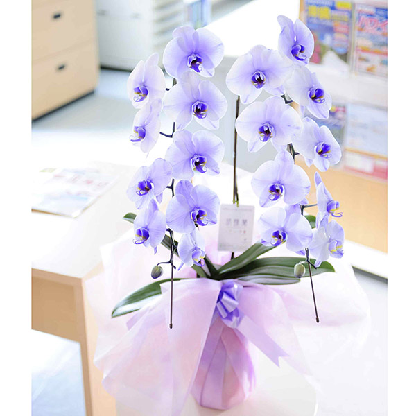 おしゃれな花の贈り物　紫の胡蝶蘭2本立　パープルエレガンス