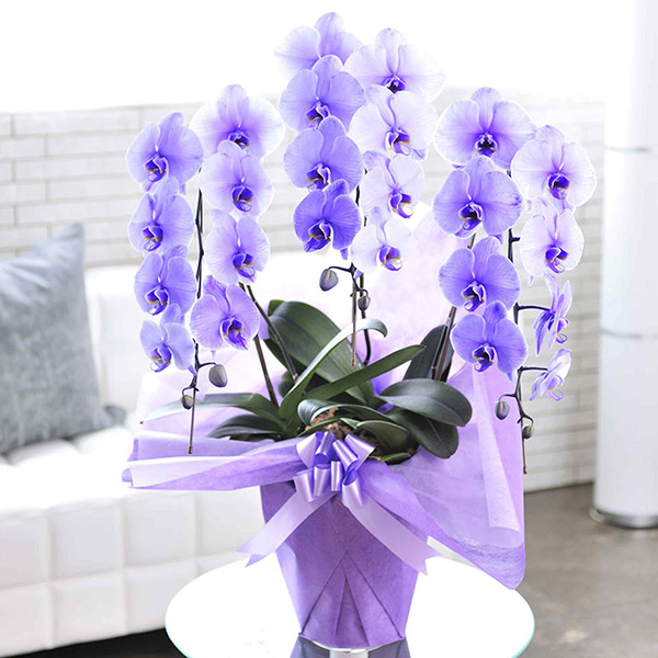 紫の胡蝶蘭3本立　パープルエレガンス