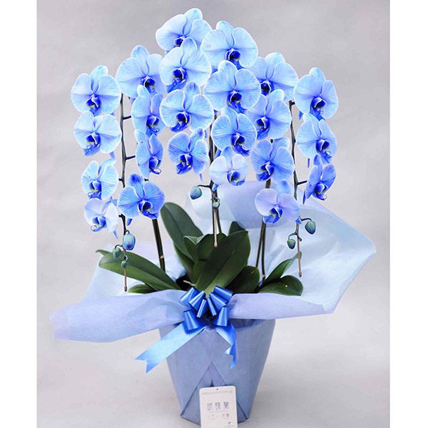 青の胡蝶蘭3本立　ブルーエレガンス