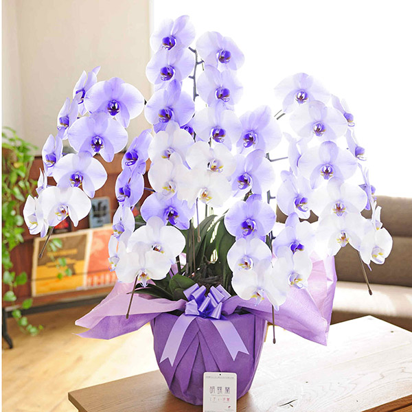 紫の胡蝶蘭5本立　パープルエレガンス