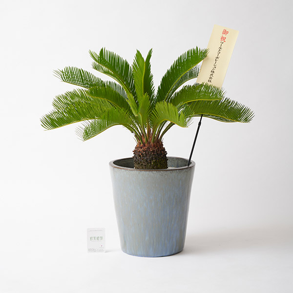 おしゃれな花の贈り物　＜屋外向き＞インテリアグリーン　ソテツ8号（底穴ありブルーブラック鉢カバー）