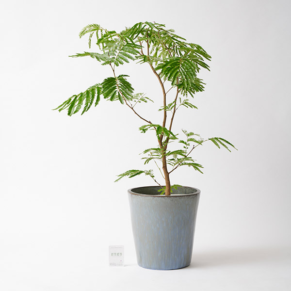 おしゃれな花の贈り物　＜屋外向き＞インテリアグリーン　エバーフレッシュ（ねむの木）8号（底穴ありブルーブラック鉢カバー）