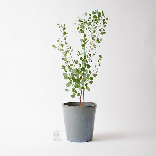 おしゃれな花の贈り物　＜屋外向き＞インテリアグリーン　ユーカリ8号（底穴ありブルーブラック鉢カバー）
