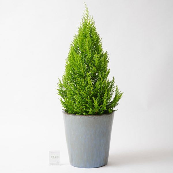 おしゃれな花の贈り物　＜屋外向き＞インテリアグリーン　ゴールドクレスト8号（底穴ありブルーブラック鉢カバー）
