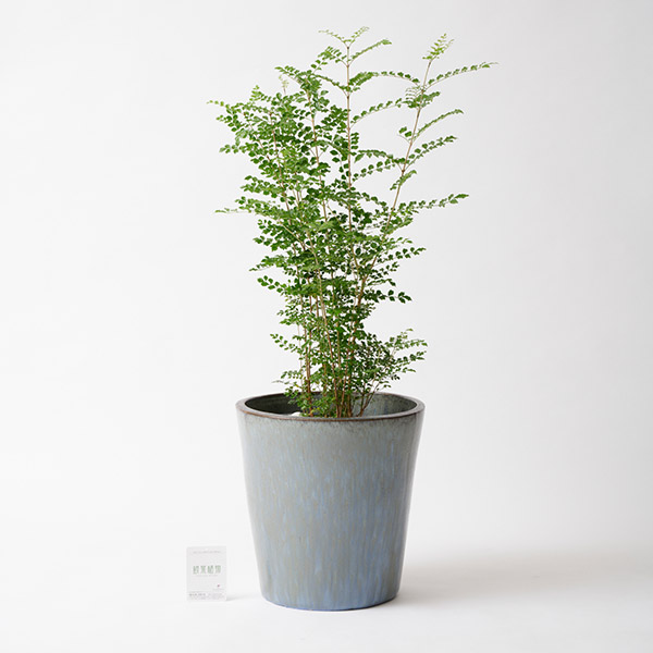 おしゃれな花の贈り物　＜屋外向き＞インテリアグリーン　トネリコ8号（底穴ありブルーブラック鉢カバー）