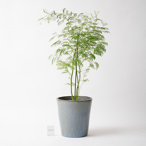 おしゃれな花の贈り物　＜屋外向き＞インテリアグリーン　アカシア8号（底穴ありブルーブラック鉢カバー）