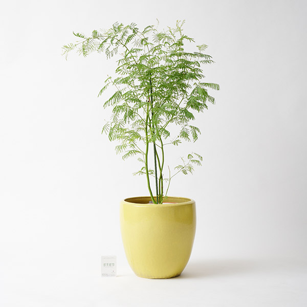 おしゃれな花の贈り物　＜屋外向き＞インテリアグリーン　アカシア8号（底穴ありイエロー鉢カバー）