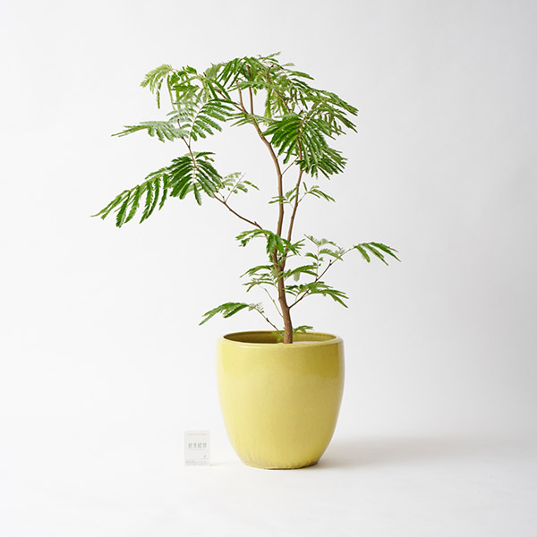 観葉植物 エバーフレッシュ ねむの木 ネムノキ ８号鉢