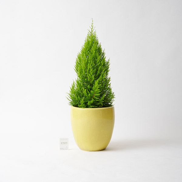 おしゃれな花の贈り物　＜屋外向き＞インテリアグリーン　ゴールドクレスト8号（底穴ありイエロー鉢カバー）