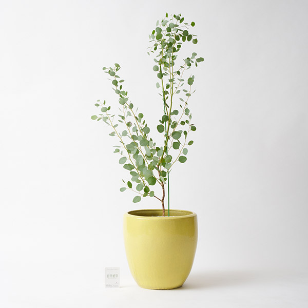おしゃれな花の贈り物　＜屋外向き＞インテリアグリーン　ユーカリ8号（底穴ありイエロー鉢カバー）