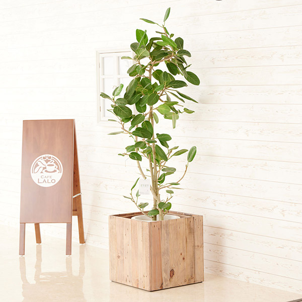 観葉植物　フィカス・ベンガレンシス（ゴムの木）　10号　インテリア鉢「ウッドスクエア」