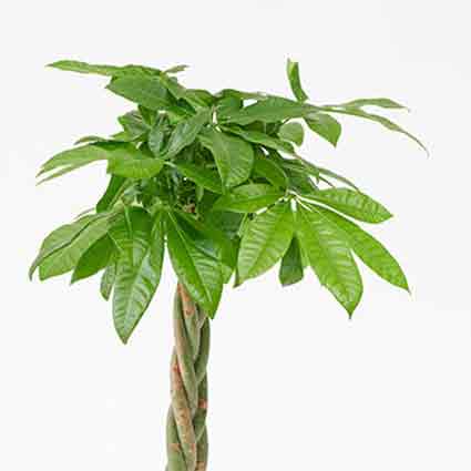 インテリアグリーン フィカス・ベンガレンシス（ゴムの木） 10号