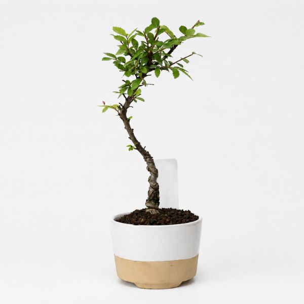 おしゃれな花の贈り物　＜生花＞盆栽　品種おまかせ　彩和（ホワイト）　4号