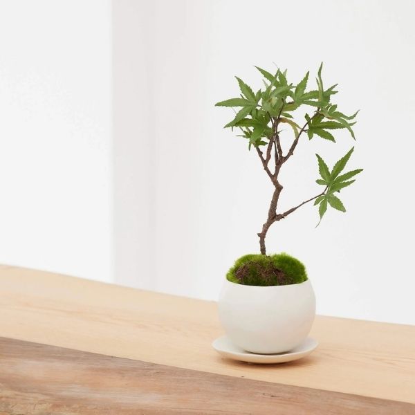 おしゃれな花の贈り物　＜造花＞盆栽　モミジ（陶器　白鉢）