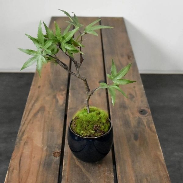 おしゃれな花の贈り物　＜造花＞盆栽　モミジ（美濃焼鉢　藍）