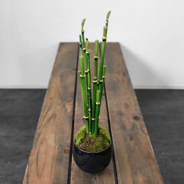 おしゃれな花の贈り物　＜造花＞盆栽　トクサ（美濃焼鉢　藍）