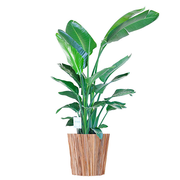 観葉植物　ストレリチア・オーガスタ　10号　インテリア鉢「ラウンドウッド」
