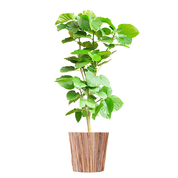 観葉植物　フィカス・ウンベラータ　10号　インテリア鉢「ラウンドウッド」