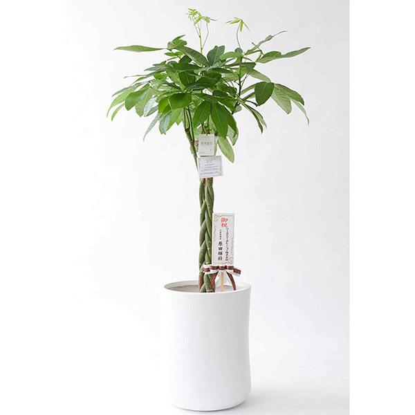 観葉植物　パキラ　10号　インテリア鉢「ファイバークレイ（ホワイト）」