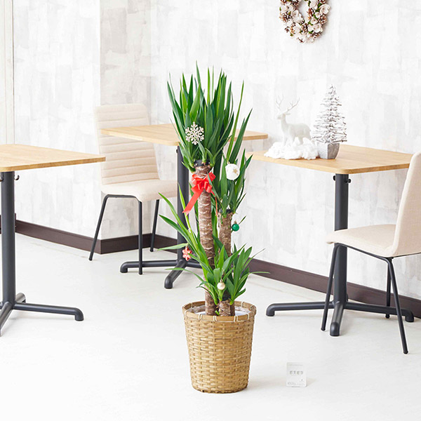 おしゃれな花の贈り物　＜クリスマスツリー＞観葉植物　ユッカ・エレファンティペス　8号（バスケットタイプの鉢カバー付）