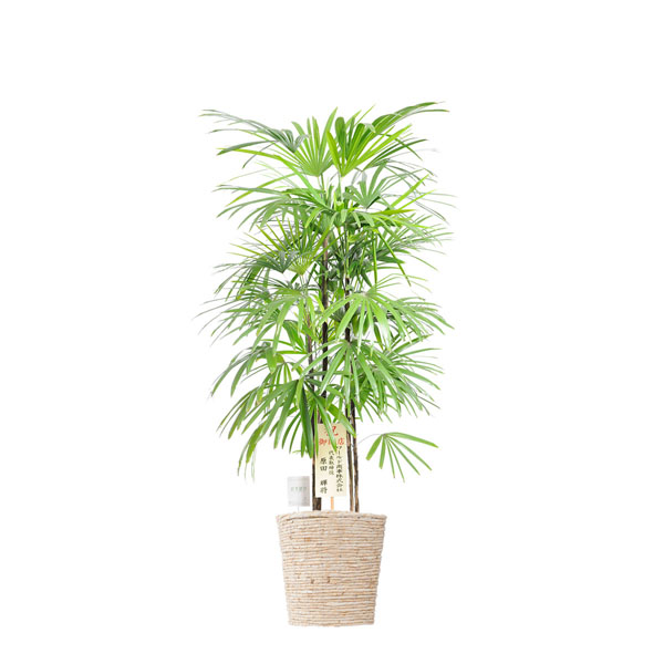 おしゃれな花の贈り物　観葉植物　シュロチク　10号（ホワイトの鉢カバー）