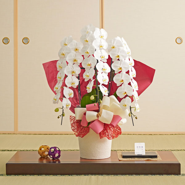 おしゃれな花の贈り物　ミニ胡蝶蘭（サクラヒメ）　インテリア鉢「月光」　※不燃ごみゼロ