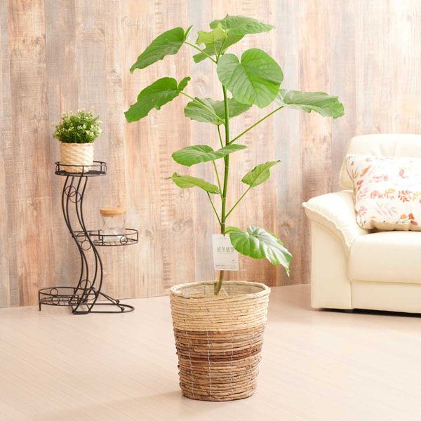 おしゃれな花の贈り物　観葉植物　フィカス・ウンベラータ　8号（ツートンの鉢カバー）