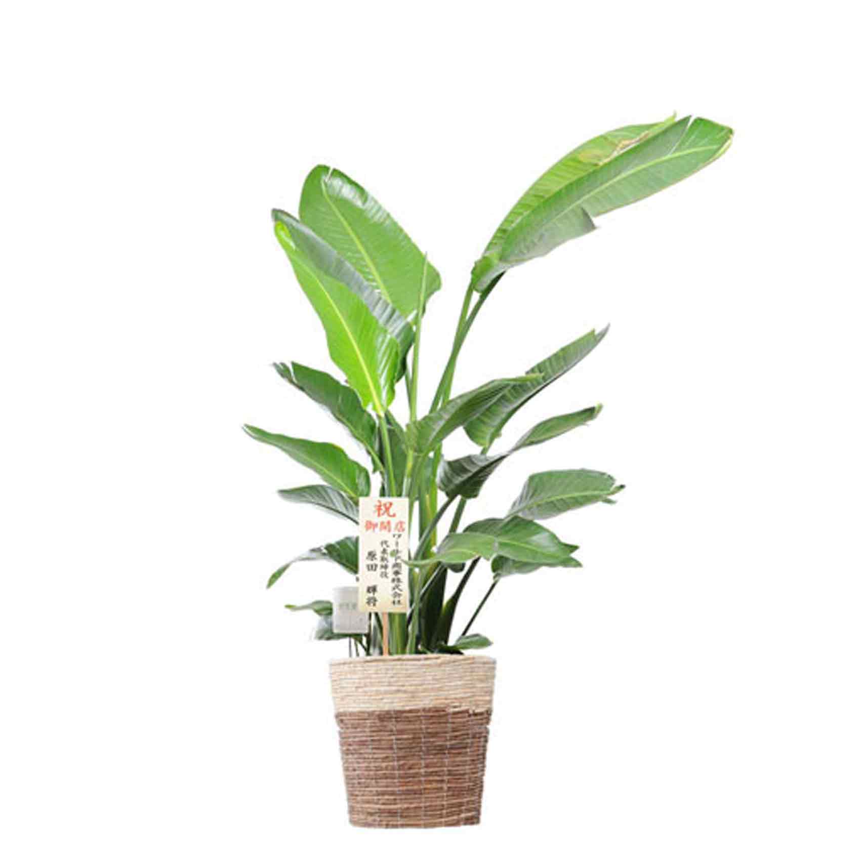 おしゃれな花の贈り物　観葉植物　ストレリチア・オーガスタ　10号（ツートンの鉢カバー付）