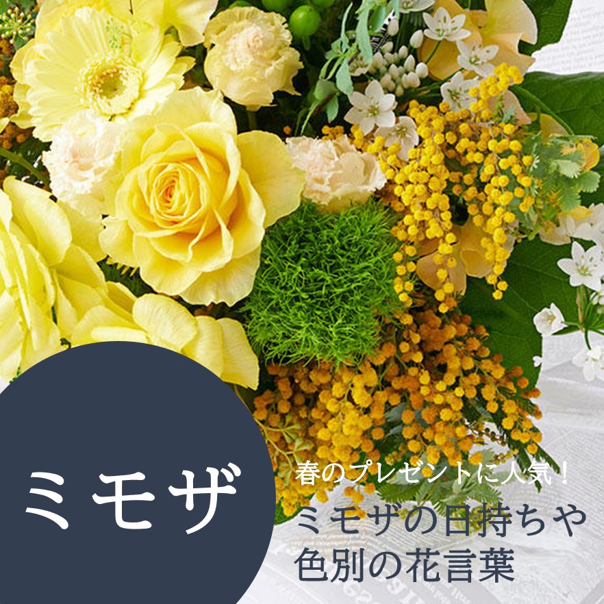 プレゼントに人気なミモザの日持ちや色別の花言葉