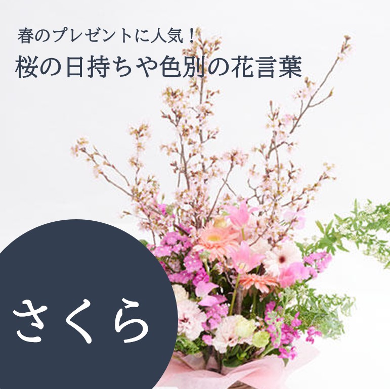 プレゼントに人気な桜の日持ちや色別の花言葉