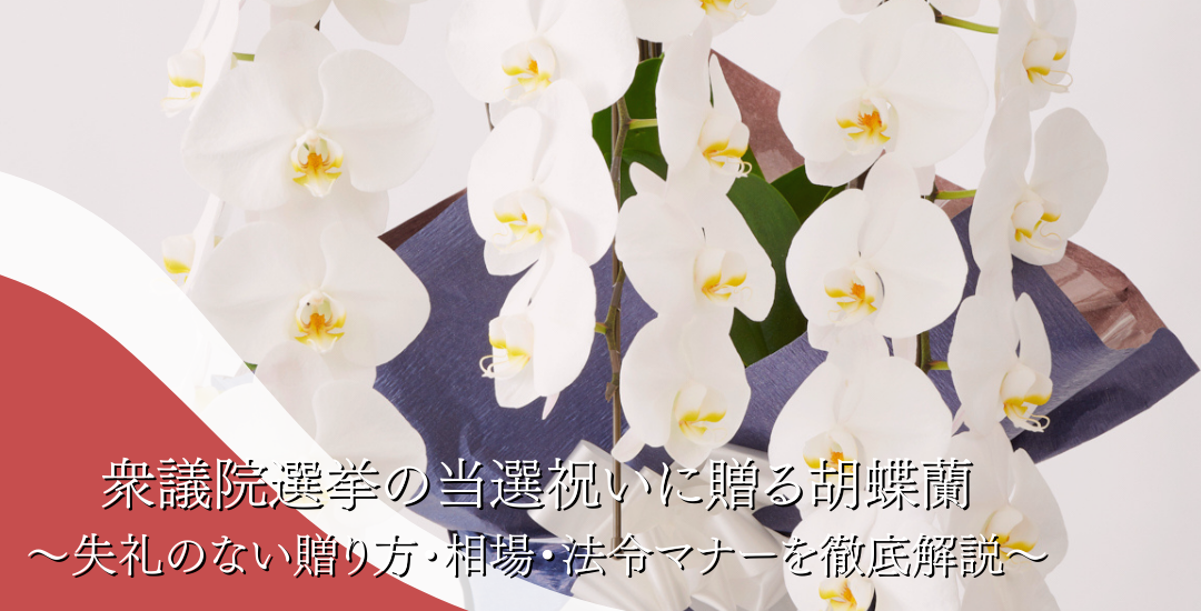 衆議院選挙の当選祝いに贈る胡蝶蘭 ～失礼のない贈り方・相場・法令マナーを徹底解説～