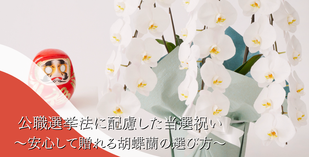 公職選挙法に配慮した当選祝い ～安心して贈れる胡蝶蘭の選び方～