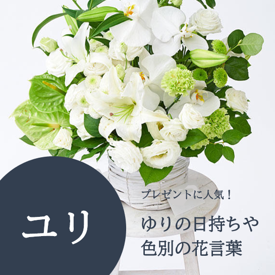 プレゼントに人気なユリの日持ちや色別の花言葉