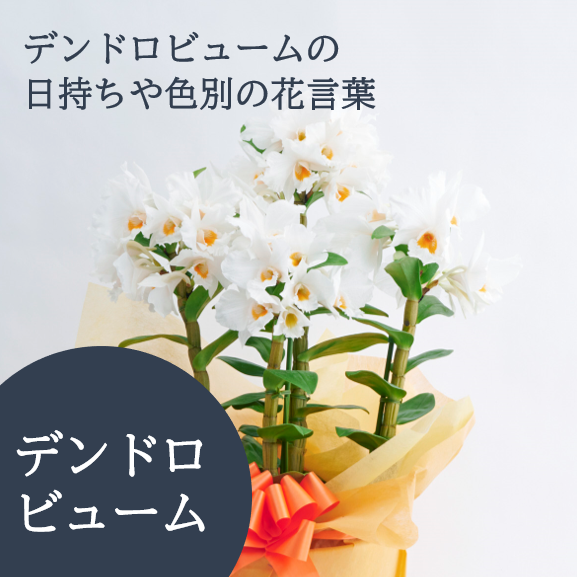 プレゼントに人気なデンドロビウム（デンドロビューム）の日持ちや色別の花言葉