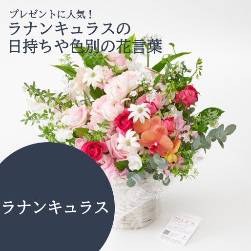 プレゼントに人気なラナンキュラスの日持ちや色別の花言葉