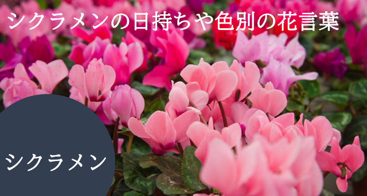 プレゼントに人気なシクラメンの日持ちや色別の花言葉